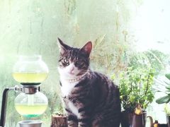 iphone_upload_pic-海边的猫和咖啡馆