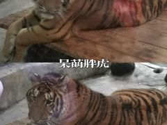 -海南热带野生动植物园