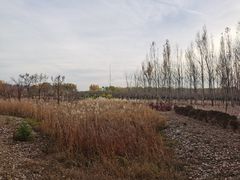 -东郊湿地公园