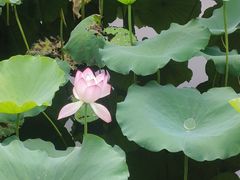 -荔湾湖公园