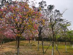 -火炉山森林公园