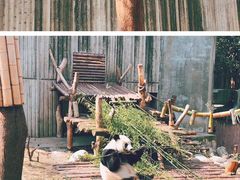 -都江堰中华大熊猫苑