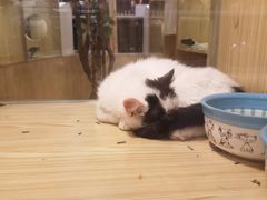 -屋虎猫馆(宝安大仟里店)