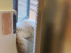 -滚猫咖啡·猫咖·猫友好撸猫(未来城店)