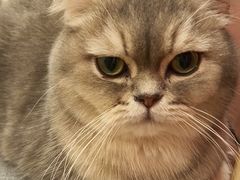 -Let's go狗咖·猫咖·奶狗·桌游(春熙路IFS店)