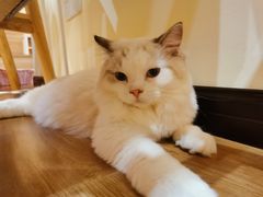 -滚猫咖啡·猫咖·猫友好撸猫(未来城店)