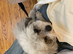 -志龙皇冠吃货椰子铺