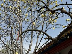 -抱犊寨风景区