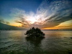 -宝安西湾红树林湿地公园