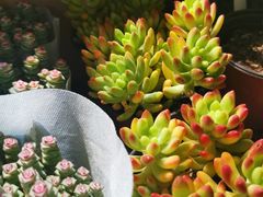 -朝来春花卉市场