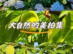 -铁山坪森林公园