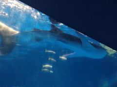 -鹿儿岛水族馆