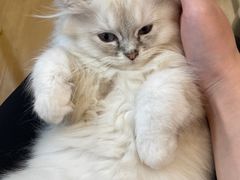 -猫咪派对(江南西店)