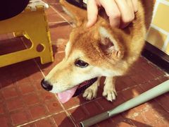 -柴犬高等学院·狗咖·柴犬售卖·宠物训练