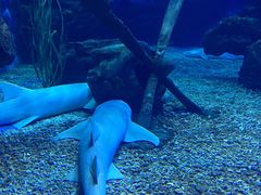 -多彩贵州城极地海洋世界