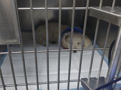 -喜多萌中农锦绣动物医院24H·猫科·牙科MRI·CT