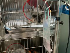 -菲尔斯特宠物医院