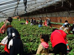-甜心庄园·甜心草莓采摘园(西青中北店)