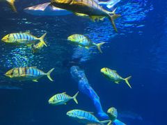 -太平洋海底世界