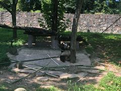 -都江堰中华大熊猫苑
