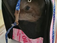 -宠颐生贝利健动物医院(谢家湾分院)