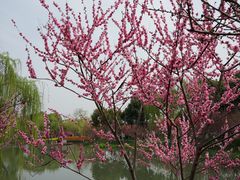 -圩墩遗址公园