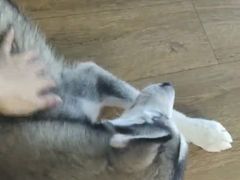 -Husky Go! 哈士奇体验馆·宠物咖啡厅狗咖