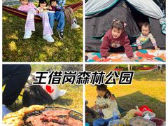 -王借岗森林公园