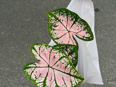 -瑞虹新天地月亮湾