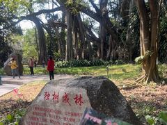 -瑞丽独树成林风景区