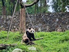 -都江堰中华大熊猫苑