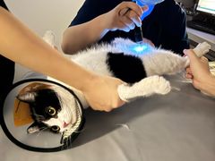 -宠物星动物医院·眼科·异宠·猫科(江南大道总院)