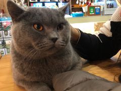 -藦茜花园宠物主题亲子互动体验馆(国顺东路店)
