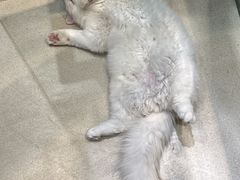 -藏猫猫咖啡主题馆(中央大道店)