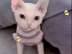 -美联众合宠物医院·爱萌分院·内外科·猫科中心