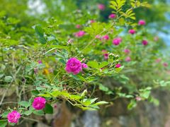 -古韵餐厅(湖畔大学店)