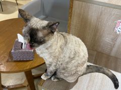 -藏猫猫咖啡主题馆(中央大道店)