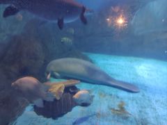 -烟台海昌鲸鲨海洋公园