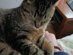 -艾贝尔宠物医院·24H转诊中心·肿瘤猫专科(江宁双龙店)