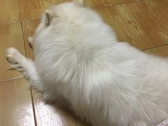 -北京京卫宠物寄养训练中心