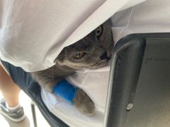 -艾贝尔宠物医院·24H转诊中心·肿瘤猫专科(江宁双龙店)