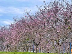 -天适樱花悠乐园