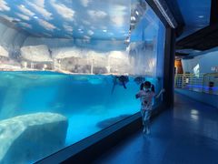 -海合安武汉极地海洋公园