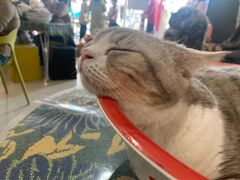 -平行世界·猫咖(首经贸店)