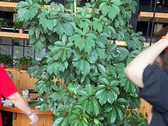 -桃源村铁锅炖鱼(体育馆道店)