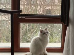 -猫大福·Fortune Cat猫舍(百子湾店)