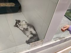 -1013 PET SHOP精品宠物商店(丁香店)