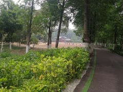 -合肥滨湖国家森林公园