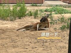 -太原动物园