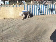 -趣玩宠物乐园寄养训犬训狗游泳池